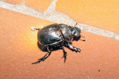 Trident Dung Beetle [Heliocopris neptunus ?]