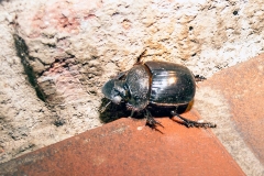 Trident Dung Beetle [Heliocopris neptunus ?]