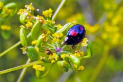 Harlequin Ladybird [Harmonia axyridis]