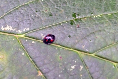 Pine Ladybird [Exochomus quadripustulatus]