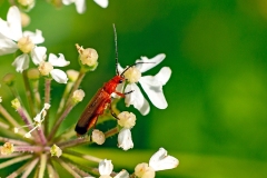 Common Red Soldier Beetle [Rhagonycha fulva]