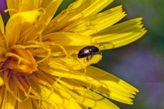 Common Pollen Beetle [Brassicogethes aeneus]
