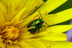 Small Green Pot Beetle [Cryptocephalus hypochaeridis]