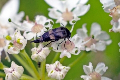 tumbling flower beetle [Variimorda villosa]