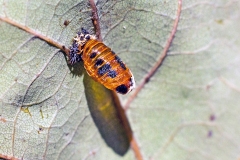 Harlequin Ladybird [Harmonia axyridis]