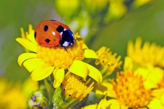 Seven-spot Ladybird [Coccinella septempunctata]