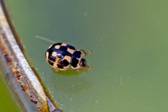 14-spotted ladybird [Propylea quattuordecimpunctata]