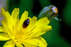 shining flower beetle [Olibrus aeneus]