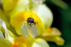 Toadflax Seedhead Weevil [Rhinusa antirrhini]