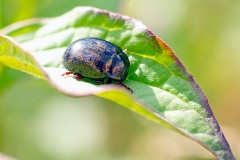 Bronze Beetle [Chrysolina bankii]
