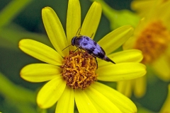 tumbling flower beetle [Variimorda villosa]