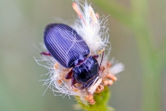 ground beetle [Curtonotus aulicus]