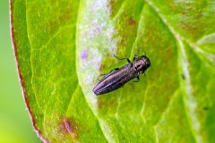 Oak Borer [Agrilus angustulus]