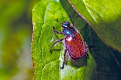 Garden Chafer [Phyllopertha horticola]