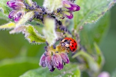Harlequin Ladybird [Harmonia axyridis]