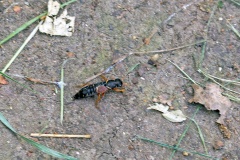 rove beetle [Staphylinus dimidiaticornis]