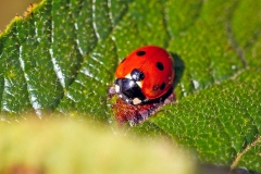 Seven-spot Ladybird [Coccinella septempunctata]