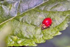 Harlequin Ladybird [Harmonia axyridis]