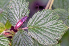 Common Click Beetle [Athous haemorrhoidalis]