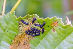 Alder Leaf Beetle [Agelastica alni]