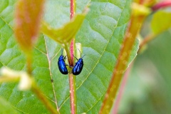 Alder Leaf Beetle [Agelastica alni]