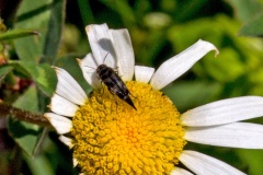 tumbling flower beetle [Variimorda villosa]
