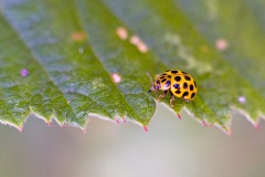 22-spot Ladybird [Psyllobora vigintiduopunctata]