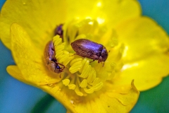 fruitworm beetle [Byturus ochraceus]