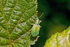 Green Immigrant Leaf Weevil [Polydrusus formosus]