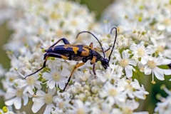 Spotted Longhorn [Rutpela maculata]