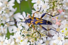 Spotted Longhorn [Rutpela maculata]