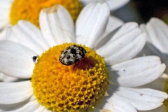 Varied Carpet Beetle [Anthrenus verbasci]
