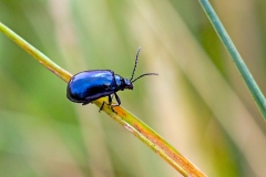 Fuchsia Flea Beetle [Altica lythri]