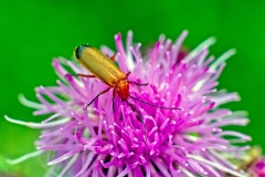 Common Red Soldier Beetle [Rhagonycha fulva]