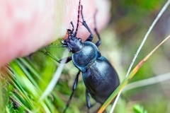 Smooth Ground Beetle [Carabus glabratus]
