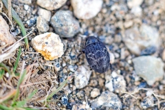 Banded Pill-Beetle [Byrrhus fasciatus]
