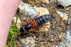 rove beetle [Staphylinus erythropterus]