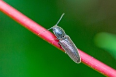 click beetle [Aplotarsus incanus]