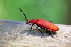 Black-headed Cardinal Beetle [Pyrochroa coccinea]