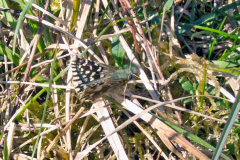 BUTTERFLIES - HESPERIIDAE, LYCAENIDAE, PIERIDAE & PAPILIONIDAE