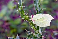 Common Brimstone [Gonepteryx rhamni rhamni]