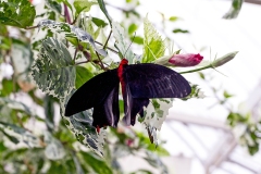 Philippine Batwing [Atrophaneura semperi]