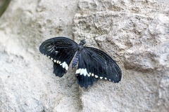 Common Mormon [Papilio polytes]