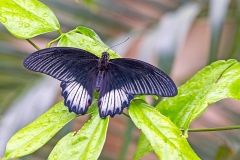 Great Mormon [Papilio memnon]