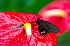 Emerald-patched Cattleheart [Parides sesostris]