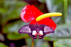 Common Mormon [Papilio polytes]