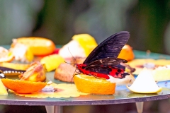 Philippine Batwing [Atrophaneura semperi]