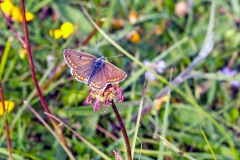 Brown Argus [Aricia agestis]