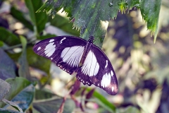 Mocker Swallowtail [Papilio dardanus]