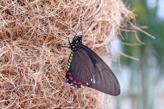 Belus Swallowtail [Battus bellus]